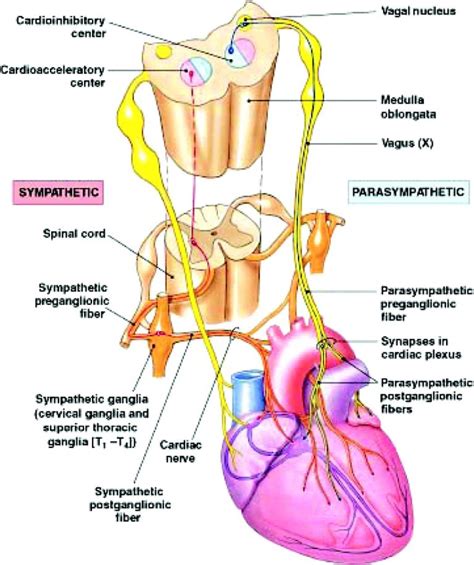 Image result for Autonomic Nervous System Model