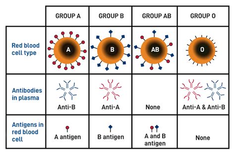 Toradh íomhá ar Genotype and Phenotype Bio-Blood