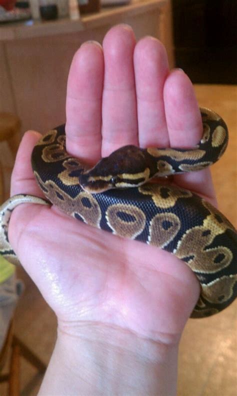 Bildergebnis für Snake Wallpaper Baby Ball Python