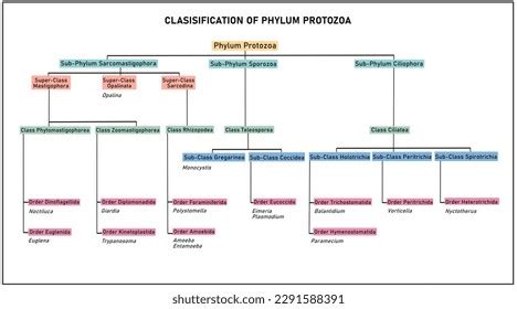 Image result for Order of Classification Flow Chart
