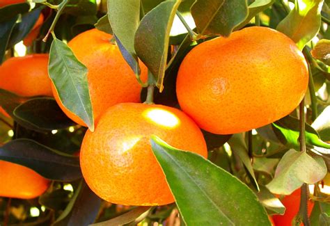 Image result for Mandarin Apple