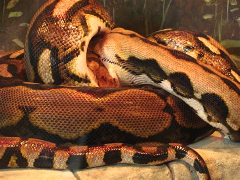 Toradh íomhá ar Columbus Zoo Python