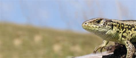 Image result for PVC Animal Traps