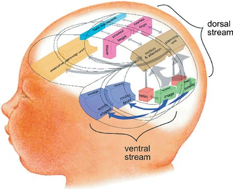 Afbeeldingsresultaten voor Model of Visual Processing