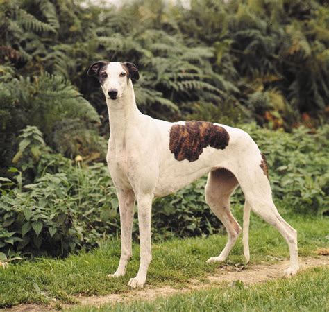 Image result for Greyhound Dog Coloring Pages