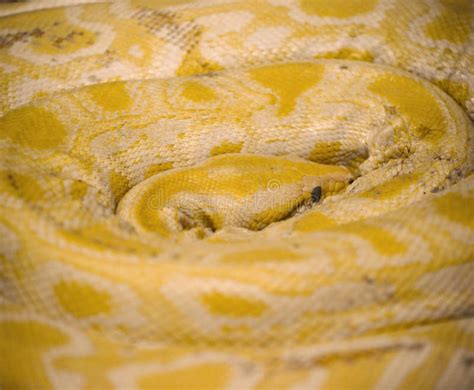 Bildergebnis für Golden Python Mouth Open