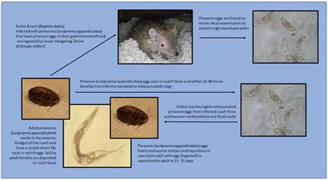 Toradh íomhá ar What Are Pin Worms in Humans