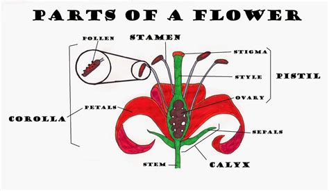 Image result for Reproductive Parts of a Flower and Their Functions