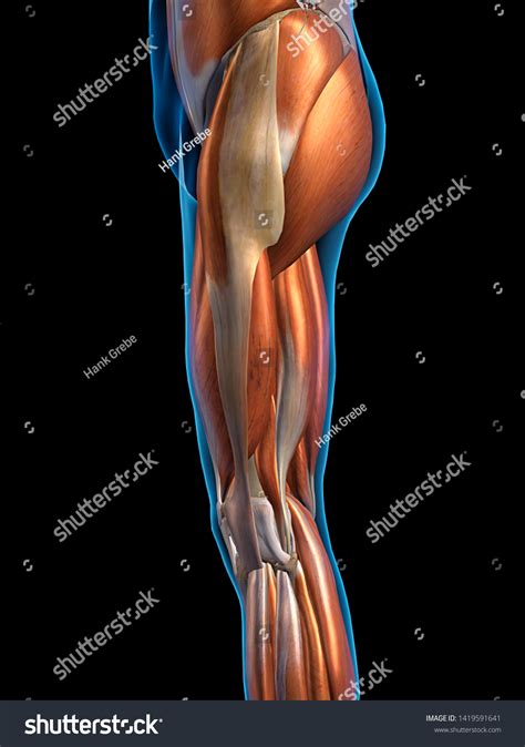 Image result for Thigh Muscles Side View