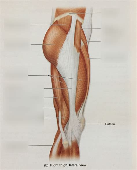 Image result for Thigh Muscles Side View