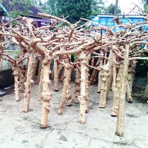 Image result for Java Tree for Birds