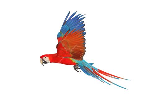 Bildergebnis für Ruby Macaw Art