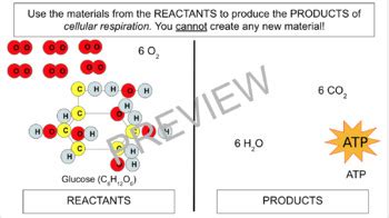 Image result for Modeling Cellular Respiration