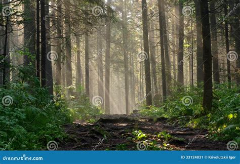 Deep Forest Morning View に対する画像結果