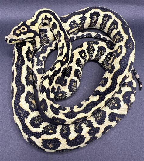 Image result for Jungle Python Morphs