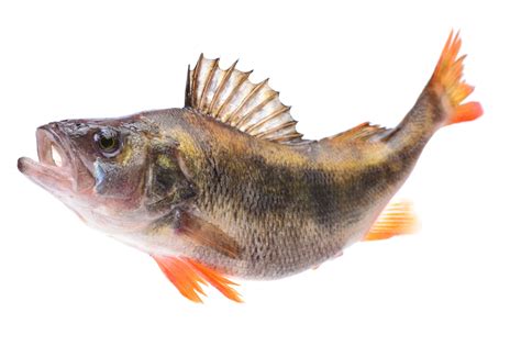 Perch Fish に対する画像結果