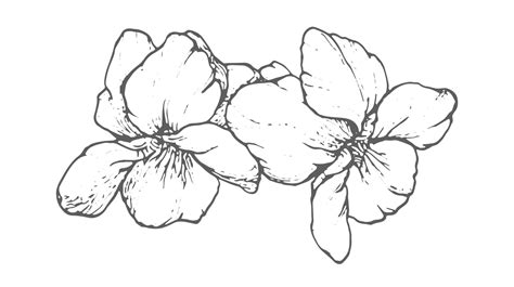 Spring Blossom Picture Line Drawing に対する画像結果