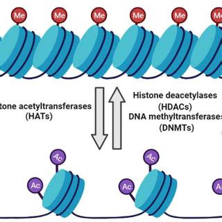 Image result for Histone Modification Map