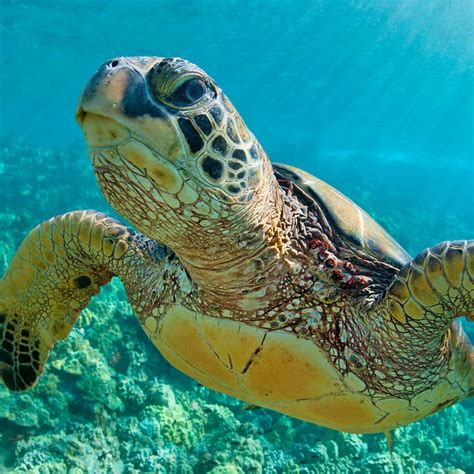 Turtle Wax Ceramic Teardrop Flag に対する画像結果