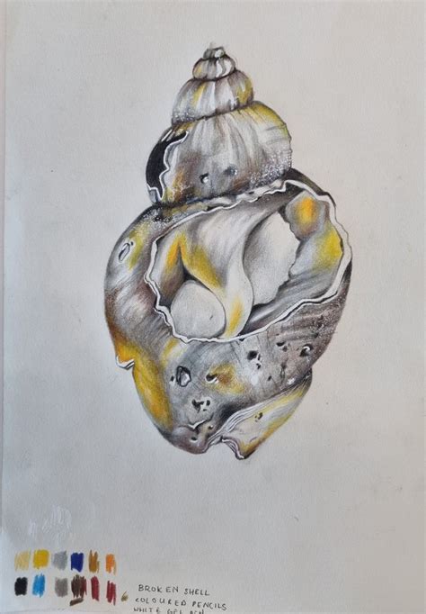 Shell Drawing Realistic に対する画像結果