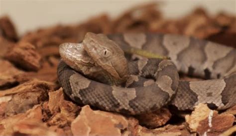 Image result for Two-Headed Baby Snake