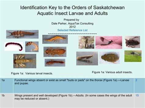 Image result for Insect Larvae Identification Chart