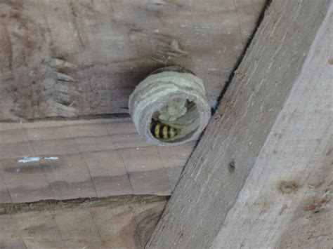 Afbeeldingsresultaten voor Wasp Nest Building