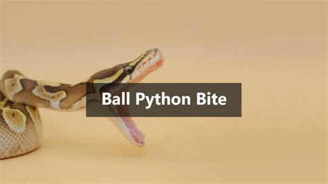Image result for Ball Python Rbite