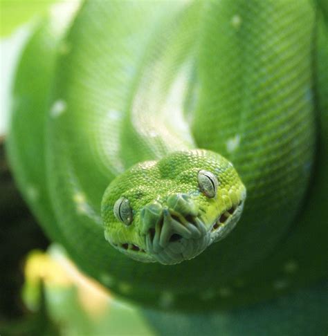 Image result for Teal Green Tree Python