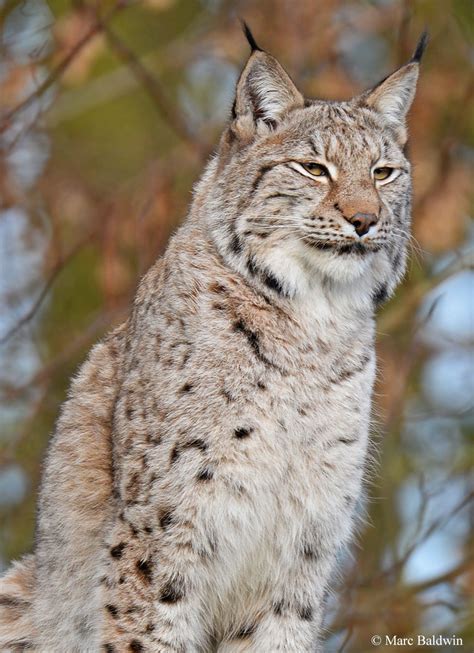 Image result for Predation Examples for Kids