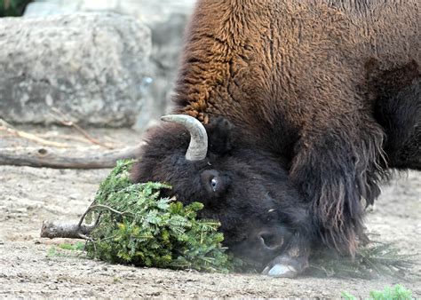 Image result for Bison Enrichment Ball