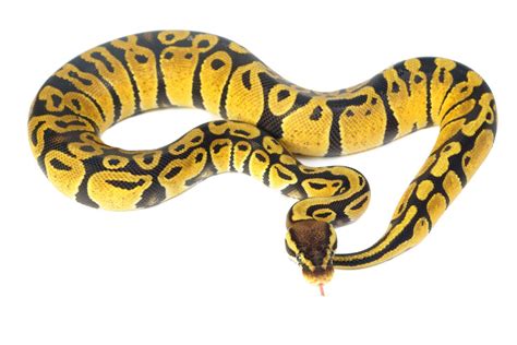 Image result for White Ball Python Background HD