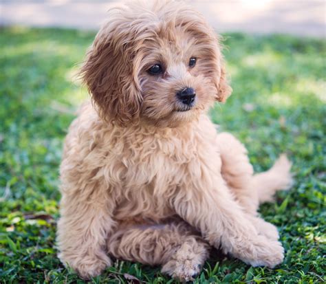 Image result for Cavapoo Birth