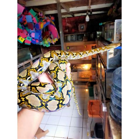 Image result for Normal Retic Python's