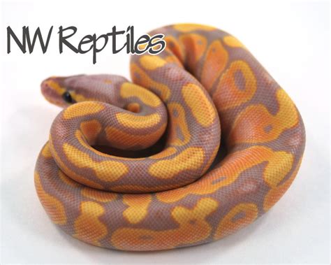 Coral Glow Pastel Lesser Ball Python に対する画像結果