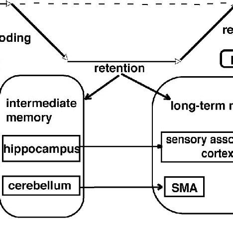 Afbeeldingsresultaten voor Memory Process Diagram
