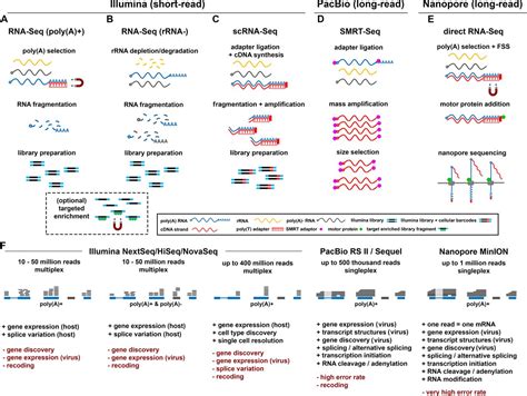Image result for DNA/RNA Transcriptome Image