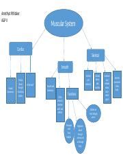 Toradh íomhá ar Muscle Contraction Concept Map