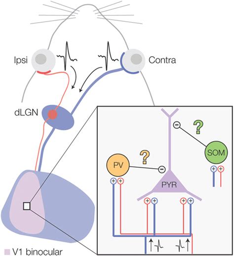 Mouse Visual Cortex Side View に対する画像結果