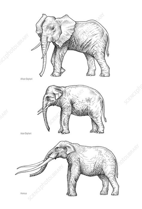 Image result for Elephant Evolution Climatograph