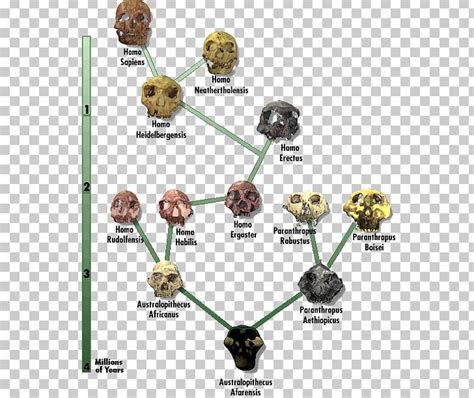 Image result for Neanderthal Evolution Chart
