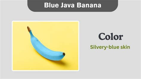 Image result for Blue Java Banana Fruit Color Chart
