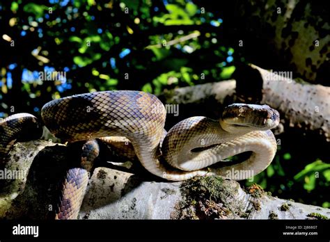 Halmahera Python に対する画像結果