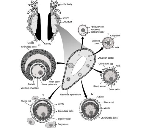 Image result for Oocyte Microscope Labeled