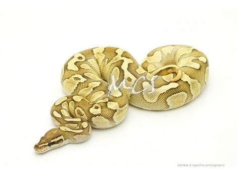 Image result for Fire Lesser Ball Python
