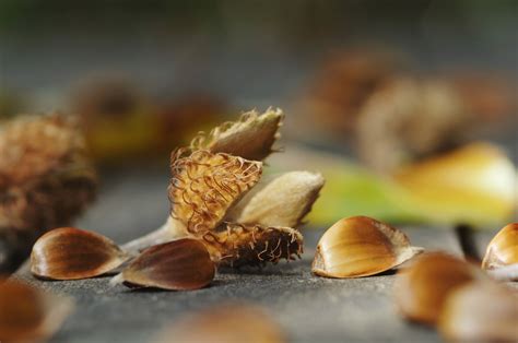 Beech Tree Art に対する画像結果