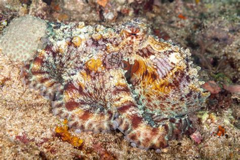 Image result for Octopus Changing Colour