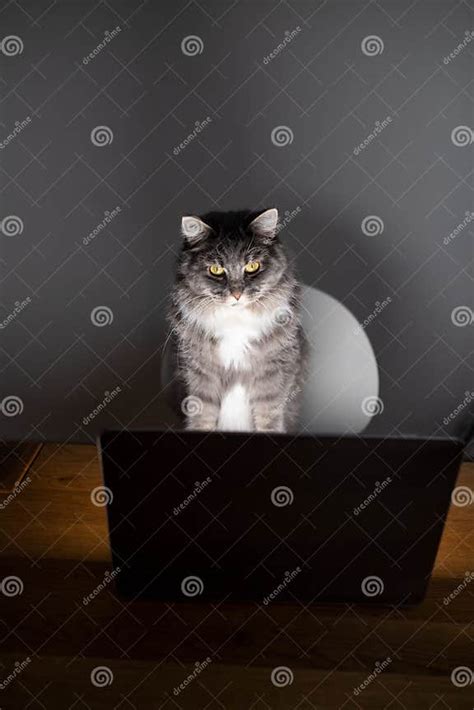 Cat Looking at Computer に対する画像結果