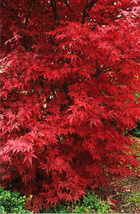 Toradh íomhá ar Red Fall Color Trees