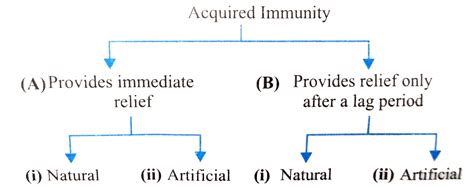 Adaptive Immunity Flow Chart に対する画像結果